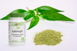 Kalmegh (Andrographis paniculata)